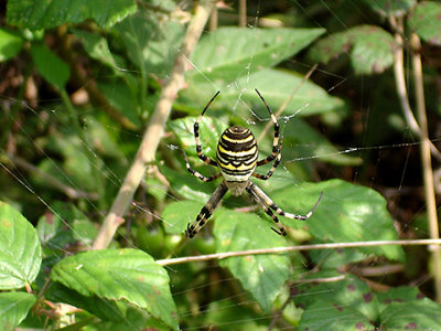 WASP SPIDER ( Argiope bruennichi ) . BOWLING GREEN MARSH . TOPSHAM . DEVON . 11 . 9 . 2006