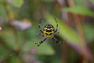 WASP SPIDER ( Argiope bruennichi ) . DAWLISH WARREN . DEVON . 29 . 8 . 2010