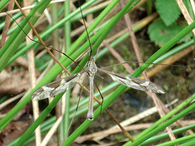 CRANEFLY ( Tipulidae ) . NR THE PERRIDGE WOODS . DEVON . 22 . 5 . 2009