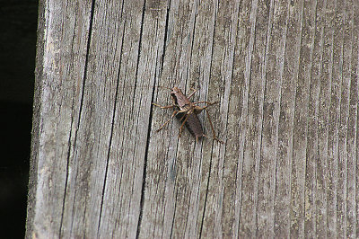 DARK BUSH-CRICKET ( Pholidoptera griseoaptera ) . BRANSCOMBE . DEVON . 8 . 8 . 2010