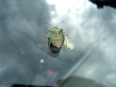 GREEN SHIELD BUG ( Palomena prasina ) . TOPSHAM . DEVON . 1 . 7 . 2009