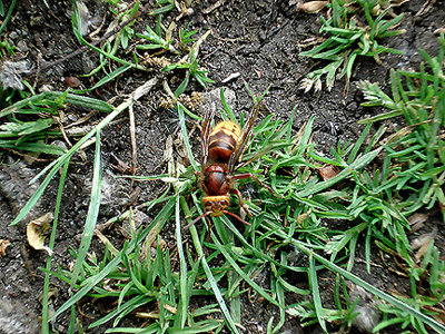 HORNET ( Vespa crabro ) . SHAPWICK HEATH . SOMERSET . 14 . 5 . 2008