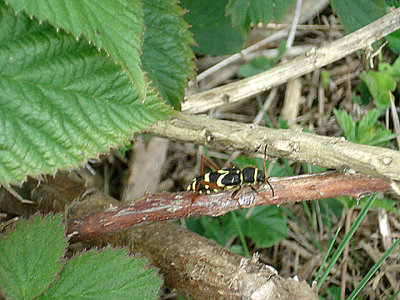 WASP BEETLE ( Clytus arietis ) . THE HALDON FOREST . DEVON . 23 . 5 . 2009