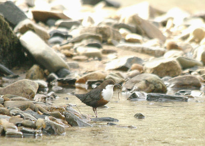 WHITE-THROATED DIPPER ( Cinclus cinclus ) . Nr STEPS BRIDGE . DEVON . 14 . 3 . 2014