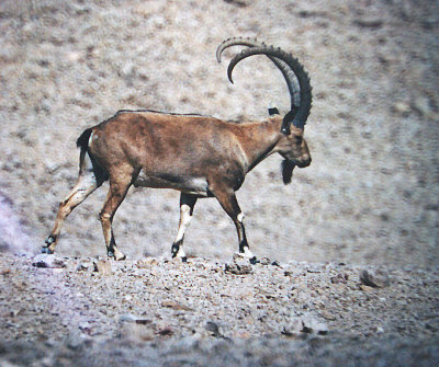 NUBIAN IBEX ( Capra nubiana ) . Km49-51 . HIGHWAY90 . Nr YOTVATA . ISRAEL . 29 . 3 . 2001
