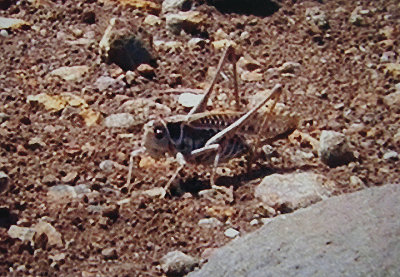 MIGRATORY LOCUST ( Locusta migratoria ) . PONTA DO PARGO . MADEIRA . 31 . 8 .  2002