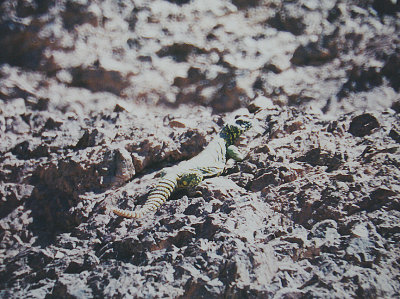 ORNATE MASTIGURE ( Uromastyx aegyptius ) . AMRAMS PILLERS . ISRAEL . 26 . 3 . 2001