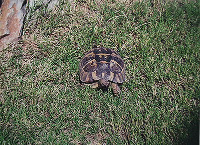 TORTOISE ( Testudinoidea ) . OVACIK . TURKEY . 27 . 8 . 2006.JPG