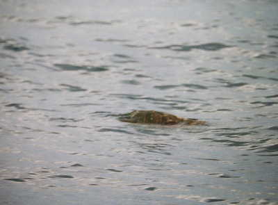 LOGGERHEAD TURTLE ( Caretta caretta ) . OFF OF MADEIRA . 1 . 9 . 2002.JPG
