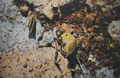 CLOUDED YELLOW ( Female ) ( Colias crocea ) .  FANAL . MADEIRA . 29 . 8 . 2002.JPG