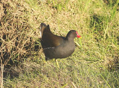 COMMON MOORHEN ( Gallinula chloropus ) . THE EXMINSTER MARSHES . DEVON . 15 . 3 . 2014