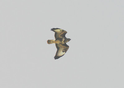 COMMON BUZZARD ( Buteo buteo ). THE EXMINSTER MARSHES . DEVON . 16 . 3 . 2014