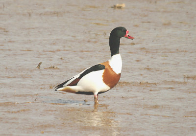 COMMON SHELDUCK ( Tadorna tadorna ) . GOOSE MOOR . TOPSHAM . DEVON . 17 . 3 . 2014