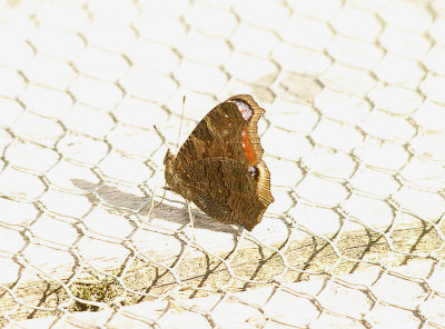 PEACOCK BUTTERFLY ( Inachis io ) . THE OLD SLUDGE BEDS . COUNTESS WEAR . DEVON . 19 . 3 . 2014 