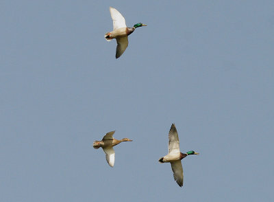 MALLARD ( Anus platyrhynchos ) . THE EXMINSTER MARSHES . DEVON . 10 . 3 . 2014