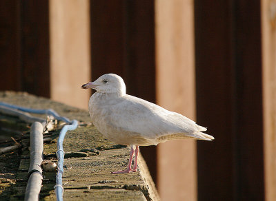 GLAUCOUS GULL ( Larus hyperboreus ) . EXMOUTH DOCKS . DEVON . 23 . 3 . 2014