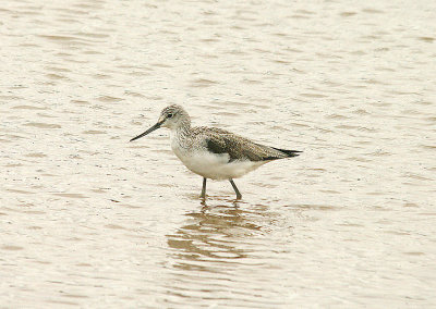 COMMON GREENSHANK ( Tringa nebularia ) . GOOSEMOOR . TOPSHAM . DEVON . 24 . 3 . 2014