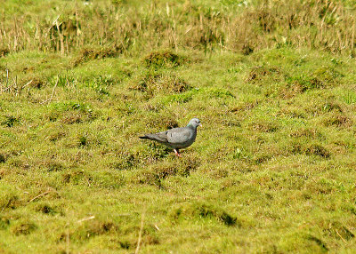 STOCK DOVE . GOOSEMOOR . TOPSHAM . DEVON . 25 . 3 . 2014