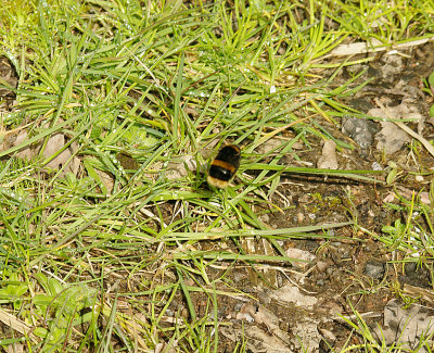 BUFF-TAILED BUMBLEBEE ( Bombus terrestris ) . THE EXMINSTER MARSHES . DEVON . 25 . 3 . 2014