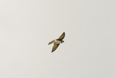 SAND MARTIN ( Riparia riparia ) . THE EXMINSTER MARSHES . DEVON . 25 . 3 . 2014