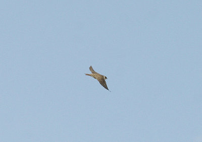 SAND MARTIN ( Riparia riparia ) . THE EXMINSTER MARSHES . DEVON . 25 . 3 . 2014