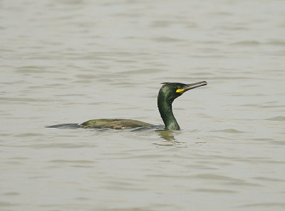 SHAG . DAWLISH WARREN . DEVON . 26 . 3 . 2014 