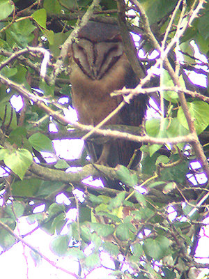 DARK BREASTED BARN OWL . BGM . TOPSHAM . DEVON . 4 . 3 . 2003 