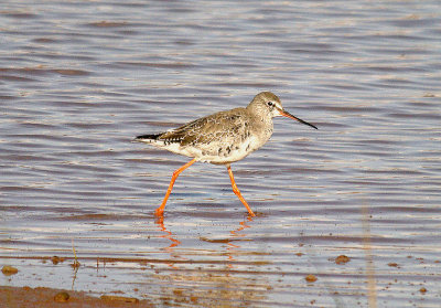 SPOTTED REDSHANK ( Tringa erythropus ) . GOOSEMOOR . TOPSHAM . DEVON . 27 . 3 . 2014
