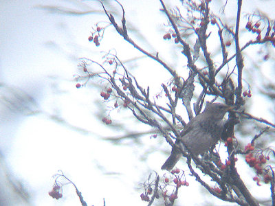 BLACK THROATED THRUSH ( 1st Winter Male ) ( Turdus atrogularis ) . SCORRITON DOWN . DARTMOOR . DEVON . 28 . 10 . 2009