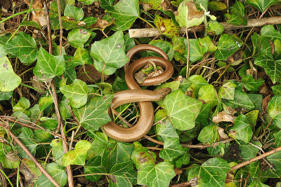 SLOW WORM ( Anguis fragilis ) . THE EXMINSTER MARSHES . DEVON . 2 . 4 . 2014