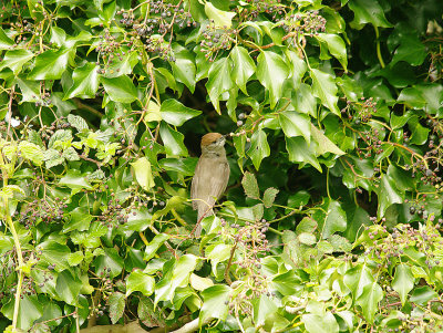 BLACKCAP ( Female ) ( Sylvia atricapilla ) . MY GARDEN . TOPSHAM . DEVON . 2 . 4 . 2014