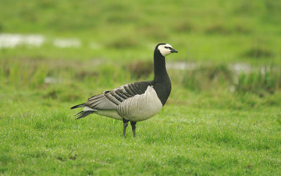 BARNACLE GOOSE ( Branta leucopsis ) . THE POWDERHAM MARSHES . DEVON . 5 . 4 . 2014