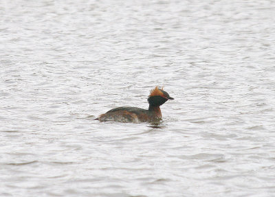 SLAVONIAN GREBE . THE TOPSHAM RECREATION GROUND . DEVON . 6 . 4 . 2014