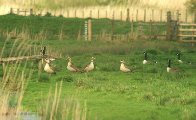EGYPTIAN GOOSE ( Alopochen aegyptiaca ) . THE EXMINSTER MARSHES . DEVON . 8 . 4 . 2014