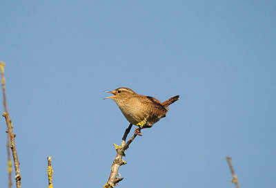 WREN . THE EXMINSTER MARSHES . DEVON . 9 . 4 . 2014
