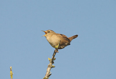 WREN . THE EXMINSTER MARSHES . DEVON . 9 . 4 . 2014