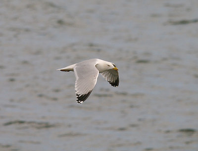 HERRING GULL ( Larus argentatus ) . DAWLISH WARREN . DEVON . 9 . 4 . 2014