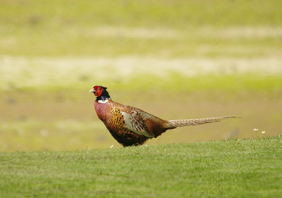 RING-NECKED PHEASANT ( Phasianus colchicus torquatus ) . DAWLISH WARREN . DEVON . 9 . 4 . 2014