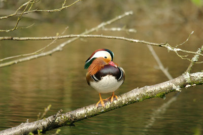 MANDARIN DUCK ( Male ) ( Aix galericulata ) . YARNER WOOD . DEVON . 11 . 4 . 2014
