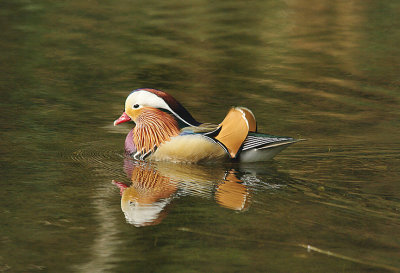 MANDARIN DUCK ( Male ) ( Aix galericulata ) . YARNER WOOD . DEVON . 11 . 4 . 2014