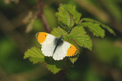 ORANGE TIP ( Male ) ( Anthocharis cardamines ) . THE EXMINSTER MARSHES . DEVON . 13 . 4 . 2014