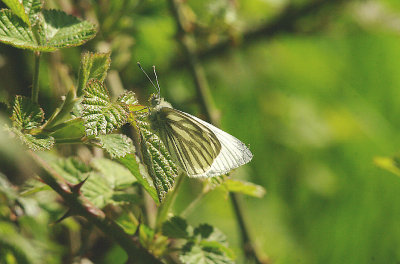 GREEN-VEINED WHITE ( Pieris napi ) . THE EXMINSTER MARSHES . DEVON . 15 . 4 . 2014
