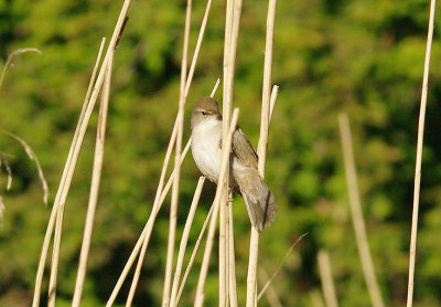 CETTI`S WARBLER . THE EXMINSTER MARSHES . DEVON . 18 . 4 . 2014