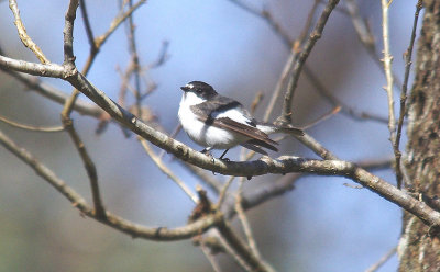 PIED FLYCATCHER ( Male ) ( Ficedula hypoleuca ) . YARNER WOOD . DEVON . 17 . 4 . 2014