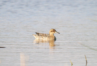 GARGANEY ( Female ) ( Anus querquedula ) . THE EXMINSTER MARSHES . DEVON . 18 . 4 . 2014
