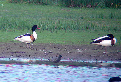 SPOTTED REDSHANK ( Tringa erythropus ) , BOWLING GREEN MARSH , TOPSHAM , DEVON , 29 , 4 , 2007