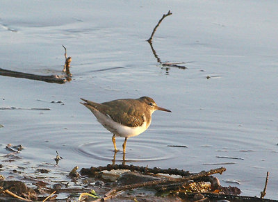 SPOTTED SANDPIPER ( Actitis macularius ) . TOPSHAM RECREATION GROUND . THE EXE ESTUARY . DEVON . 7 . 12 . 2009