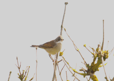 WHITETHROAT . THE EXMINSTER MARSHES . DEVON . 22 . 4 . 2014