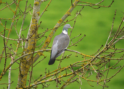 WOOD PIGEON . THE EXMINSTER MARSHES . DEVON . 24 . 4 . 2014