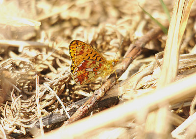 PEARL-BORDERED FRITILLARY ( Clossiana euphrosyne ) . HALDON FOREST . DEVON . 24 . 4 . 2014